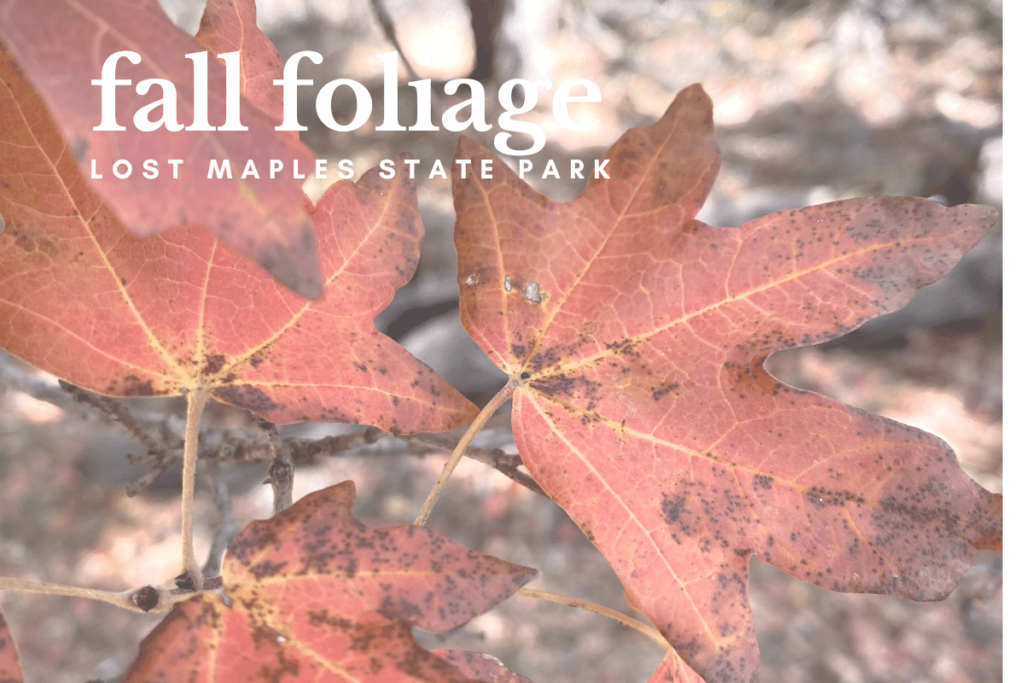 Where is Laura traveling, fall foliage and lodging near Lost Maples State Park