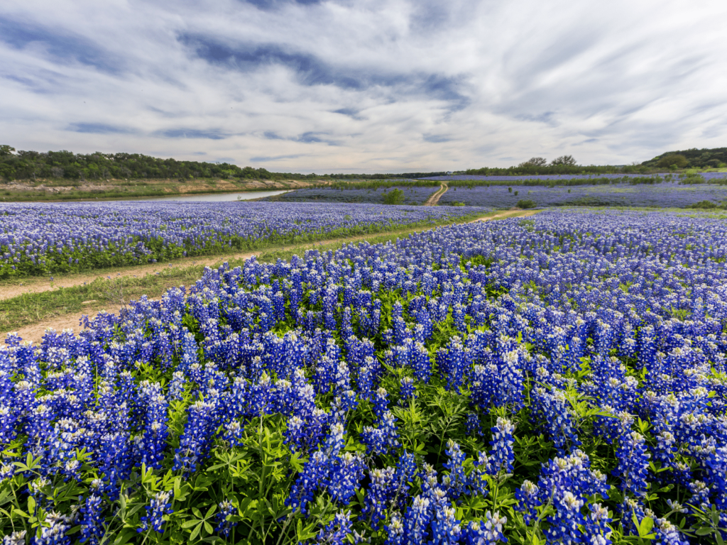 hiking in the hill country through fields of bluebonnets, where is laura traveling