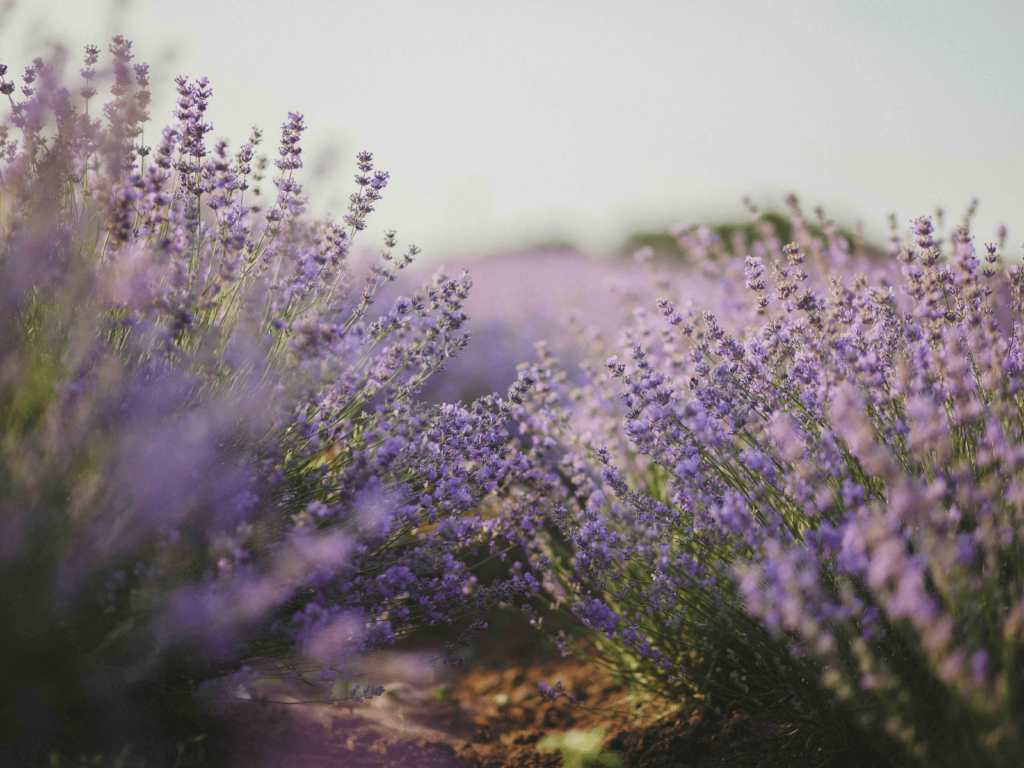 where is laura traveling, lavender
