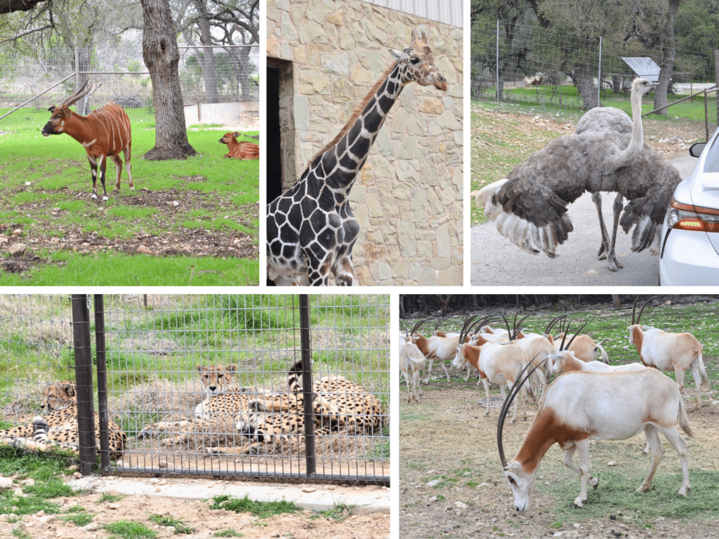 some of the animals to see on the drive-thru safari, where is laura traveling