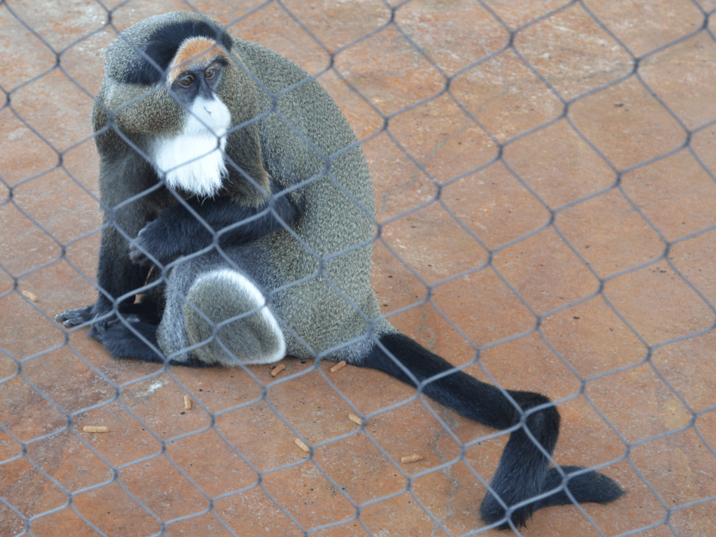 primate exhibit, where is laura traveling