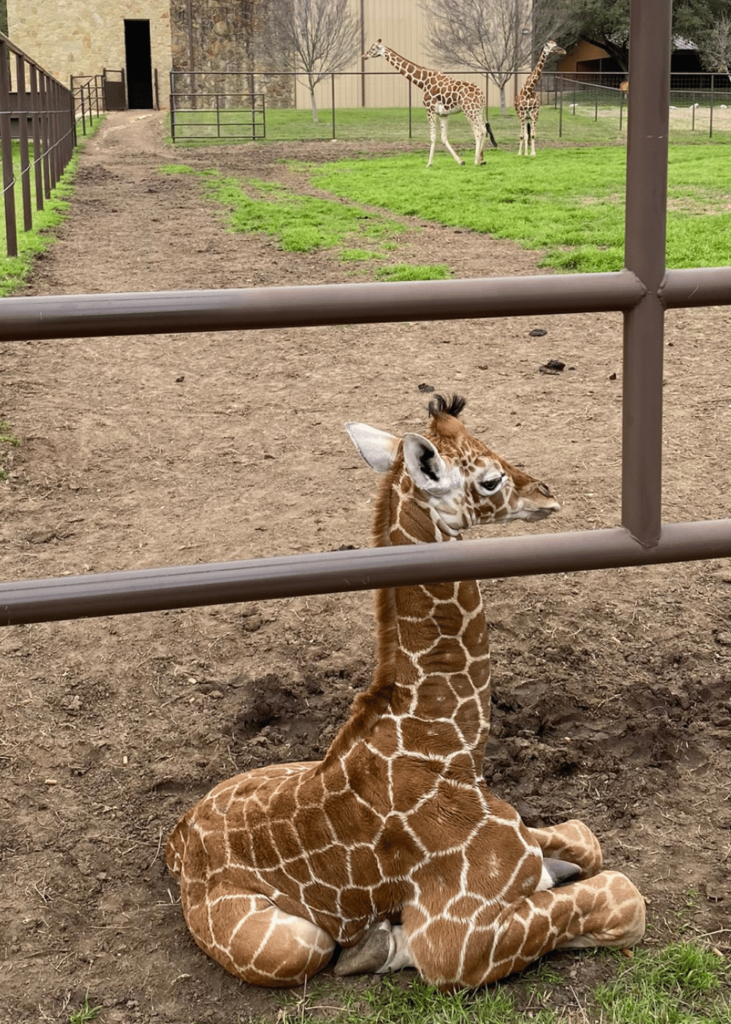 baby giraffe seen on the drive-thru safari, where is laura traveling