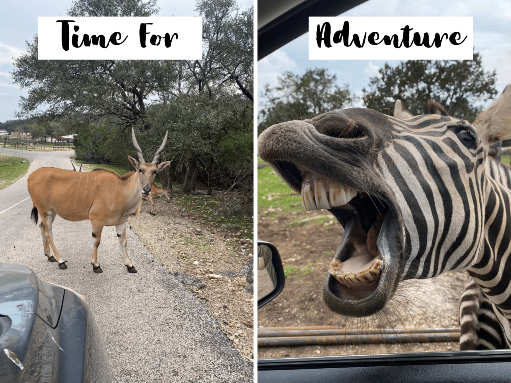 Drive-thru safari, where is laura traveling