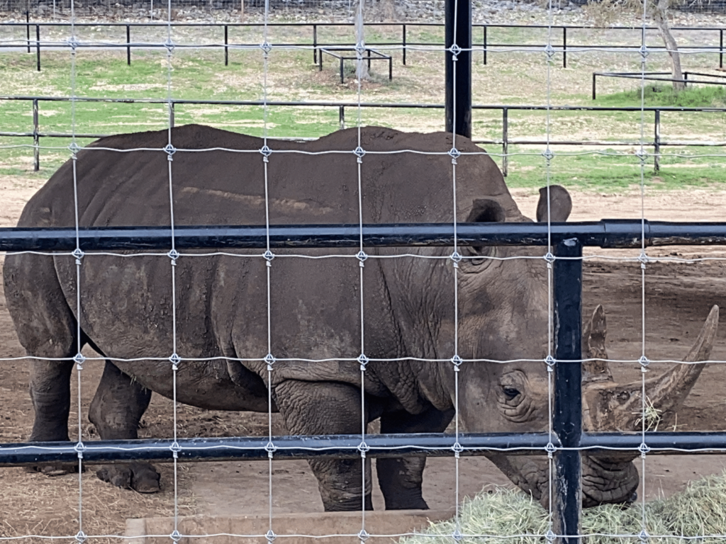 white rhino on drive-thru safari, where is laura traveling