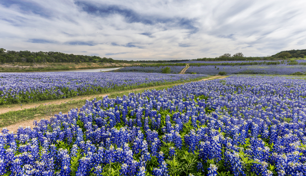 Where is Laura Traveling, Texas