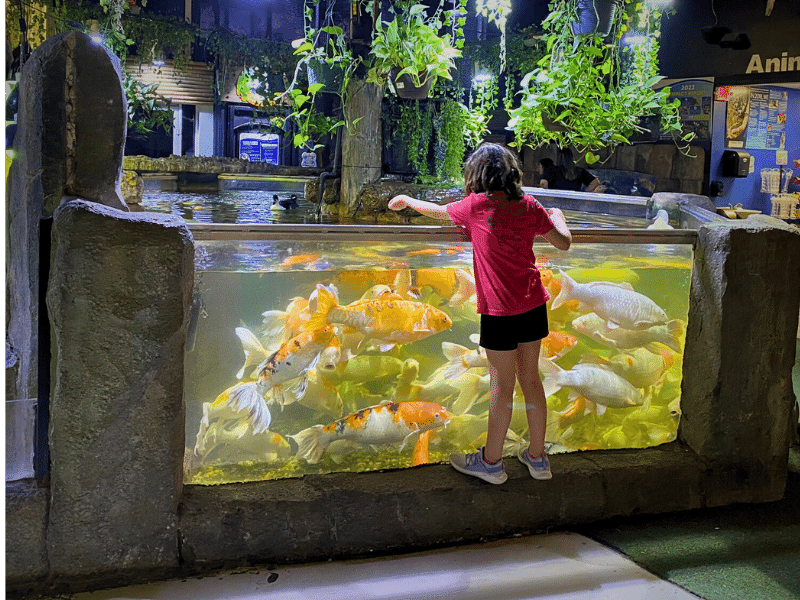 Austin Aquarium, animal feeding