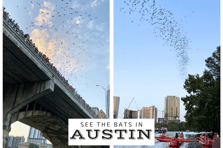 see the bats in austin, where is laura traveling