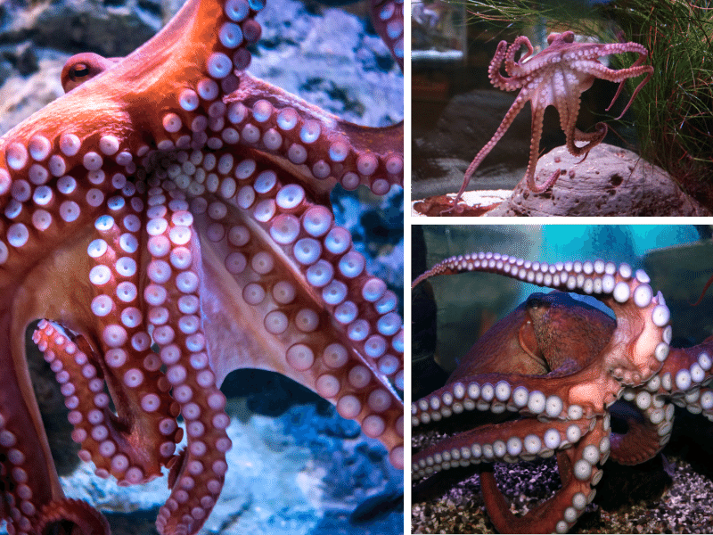 aquariums with octopus, where is laura traveling 