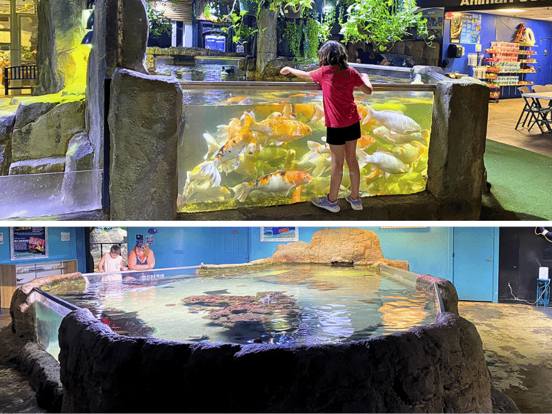 interactive aquarium, where is laura traveling