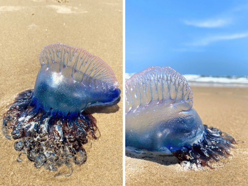 jellyfish on the Texas beach towns, where is laura traveling