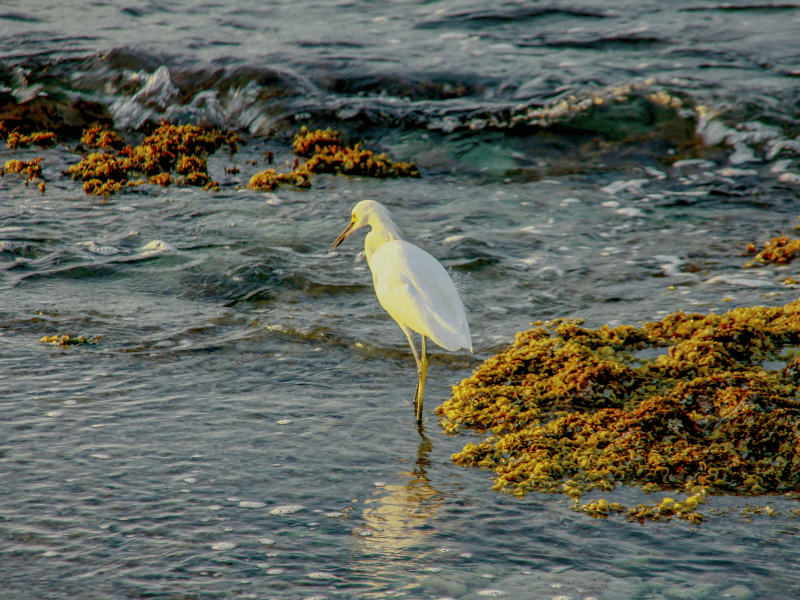 galveston island state park