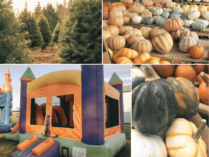 evergreen farms, pumpkin patches in austin, where is laura traveling