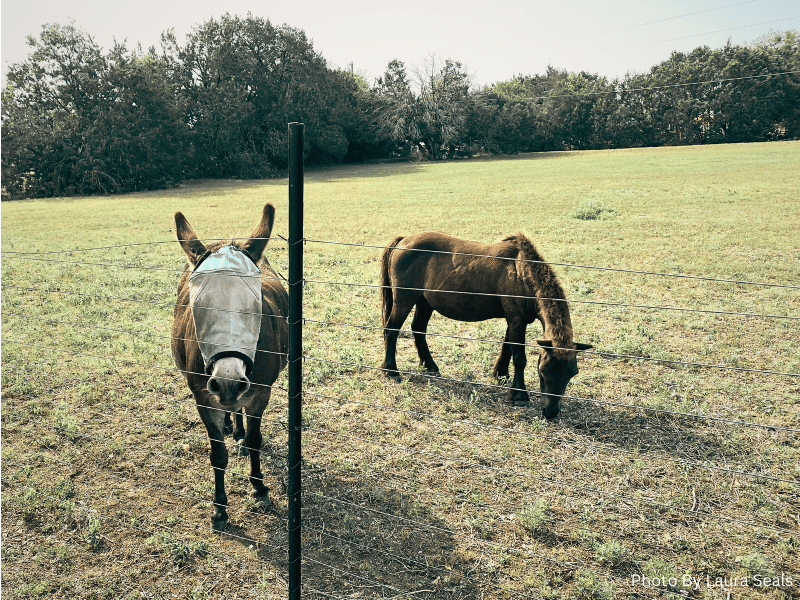 horses at lavender lace, where is laura traveling