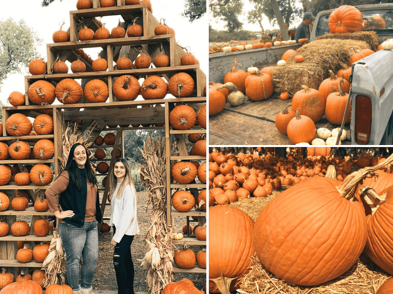 pumpkin patches close to me, where is laura traveling