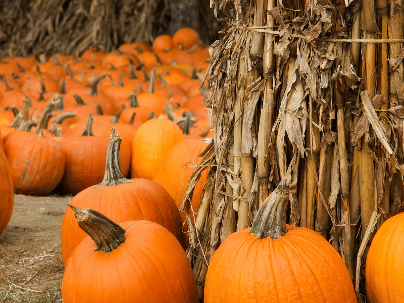 texas pumpkin fest, where is laura traveling