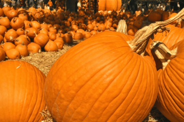 pumpkin patches in Austin