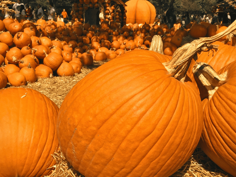 pumpkin patches in Austin