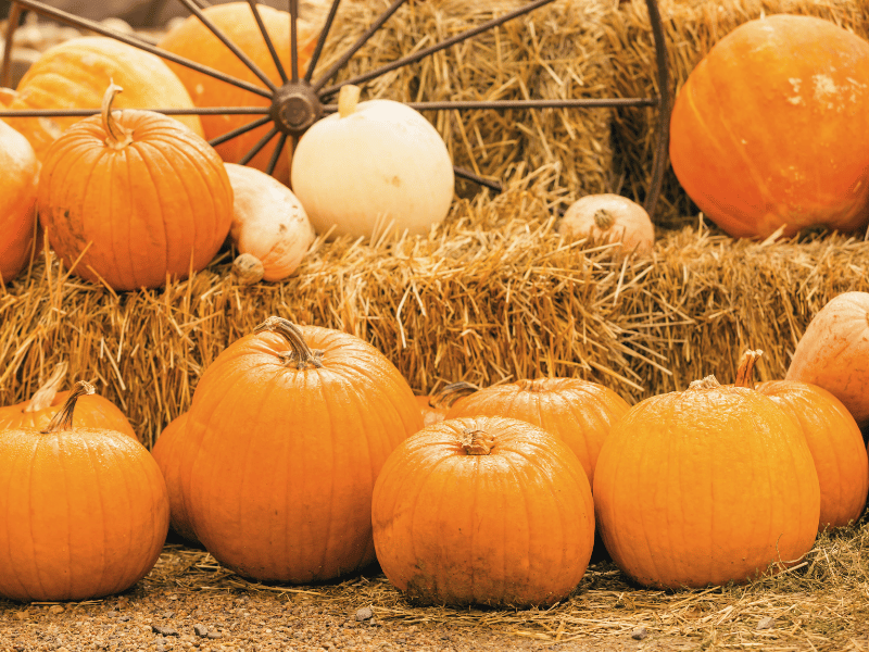 pumpkin patches in austin, where is laura traveling