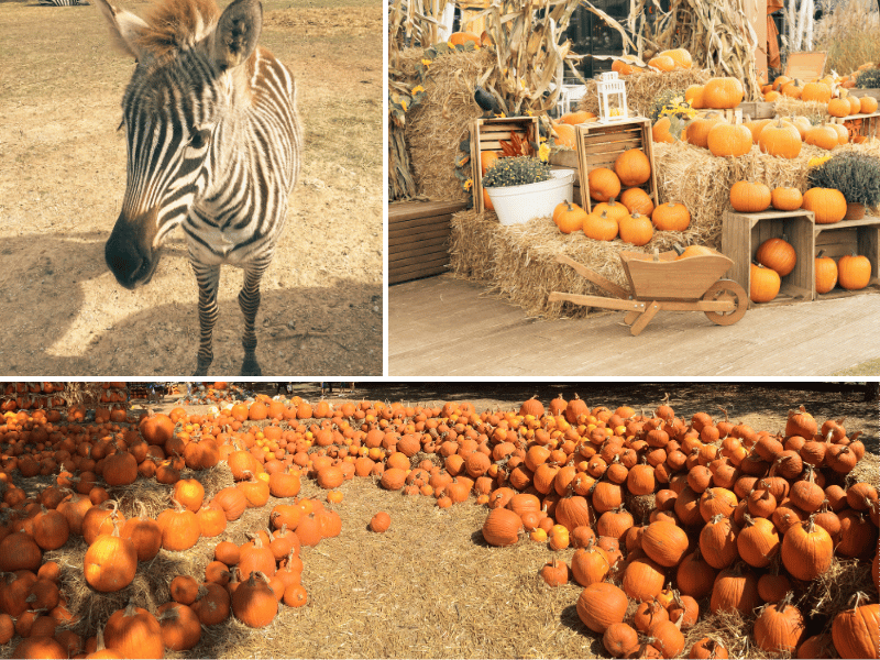 pumpkin patches near me, where is laura traveling