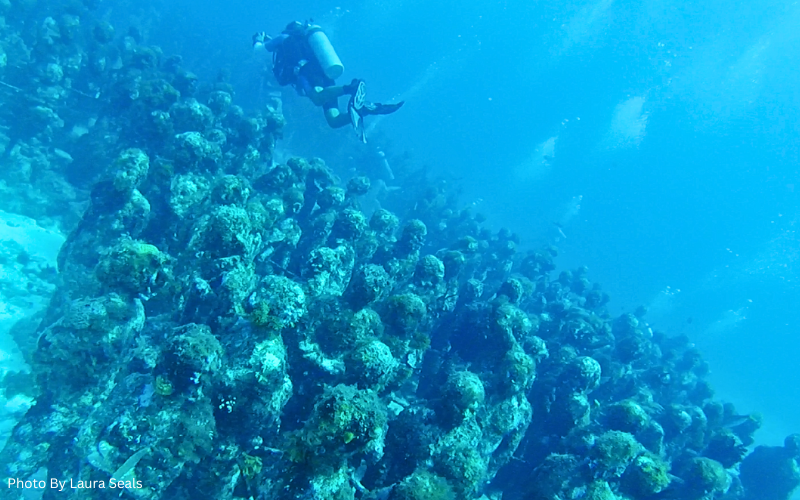 scuba diving in cancun, where is laura traveling