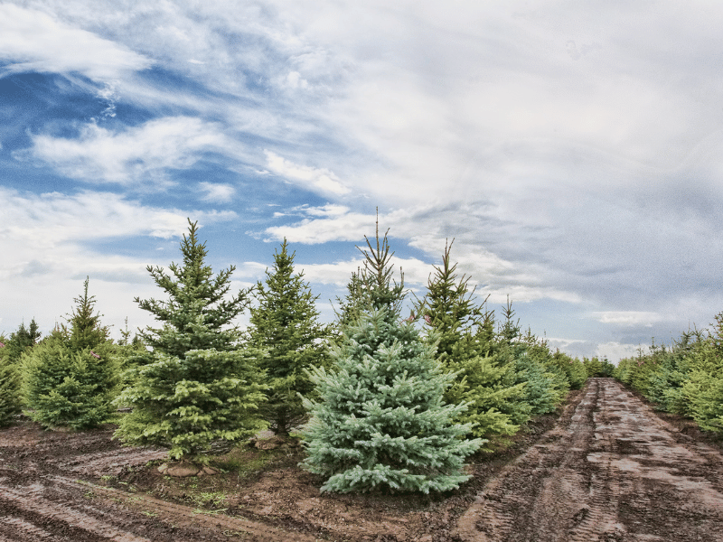 Christmas towns in Texas, where is laura traveling