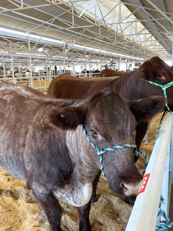 rodeo and livestock at the state fair of texas