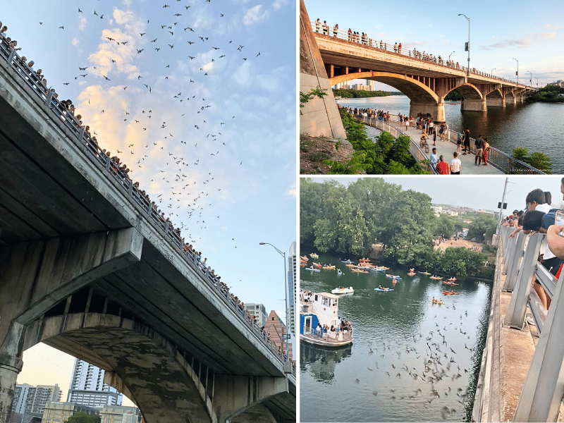 bats on congress bridge